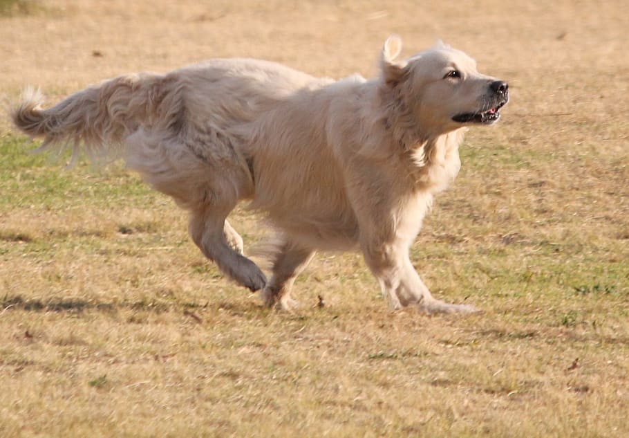 HD wallpaper: dog, golden retriever, run, long hair, labrador, fun, outdoor  | Wallpaper Flare