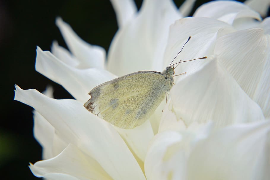 Insect, Butterfly, Macro, Blossom, Bloom, white, close, dahlias HD wallpaper