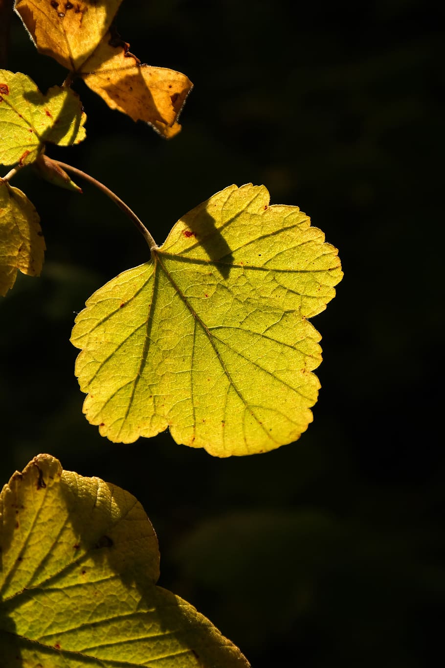 Leaf, Back Light, Bright, Green, Sun, bush, currant, ribes HD wallpaper