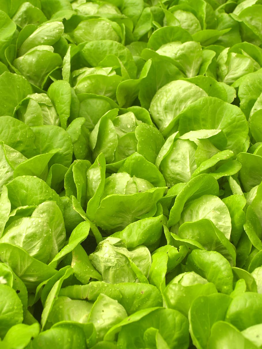 Farm, Market, Hydroponic, Produce, lettuce, grow, vibrant, fried, HD wallpaper