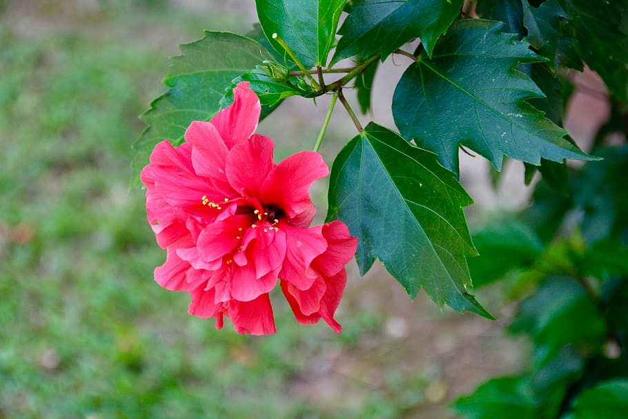 flower, blossom, bloom, spring, plant, blossomed, colorful HD wallpaper