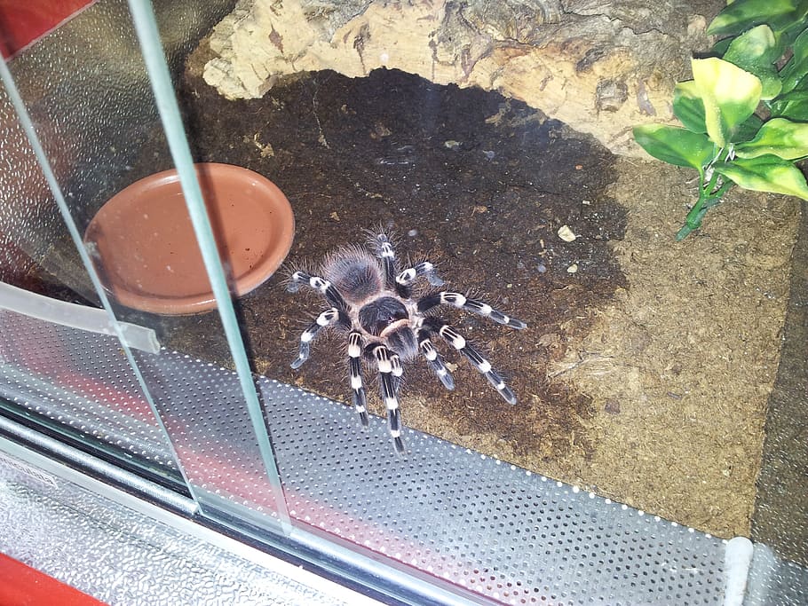 tarantula, spider, brown, exotic, arachnophobia, hairy, fear HD wallpaper