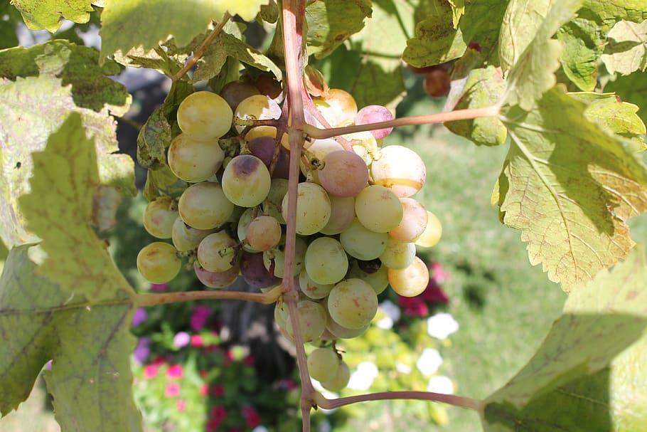 grapes, wine, sicily, healthy eating, food and drink, fruit HD wallpaper