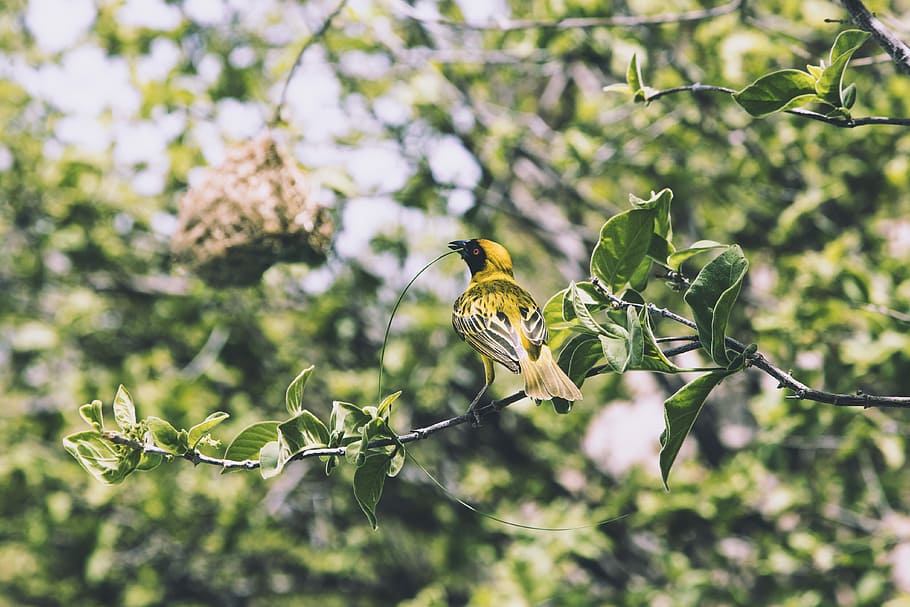 African masked Weaver, selective focus photography of yellow and black bird perching on plant HD wallpaper