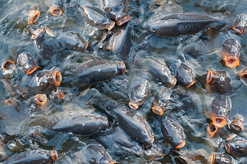 shoal of catfish on body of water, carp, pattern, texture, pond HD wallpaper