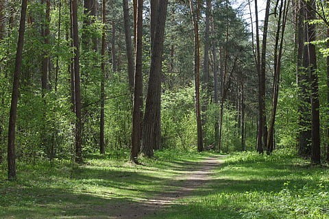Trees, Green, Forest, Landscape, forest landscape, green forest HD wallpaper