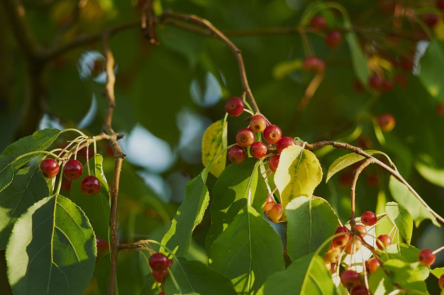 tree, fruit, nature, apple, food and drink, leaf, plant part HD wallpaper