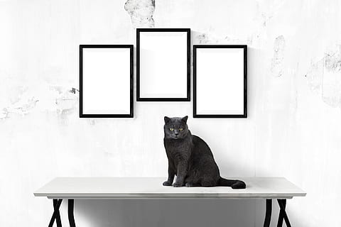 black cat on console table under three photo frames, poster HD wallpaper