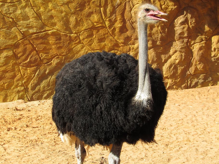 ostrich, animal, giant bird, nature, land animal, profile, zoo