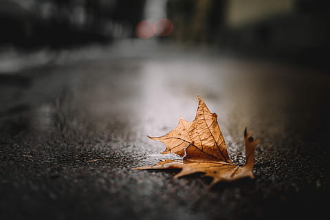 dried brown leaf, closeup photo of brown dried leaf, leafe, fall HD wallpaper