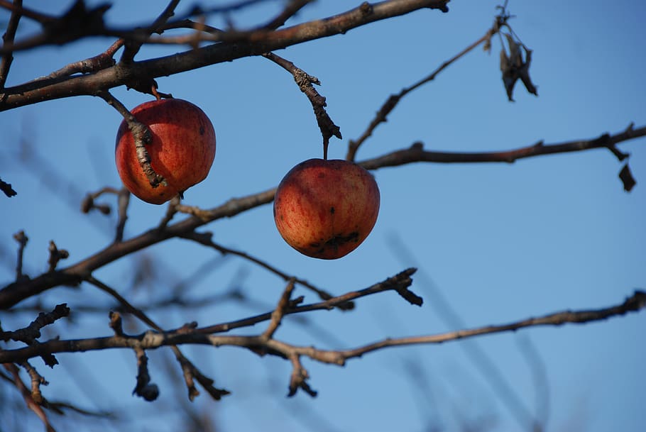 apple, tree, nature, branch, fruit, apple tree, sky, agriculture HD wallpaper