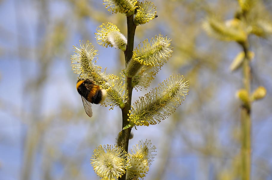 bee, hummel, nature, insect, blossom, bloom, flower, summer HD wallpaper