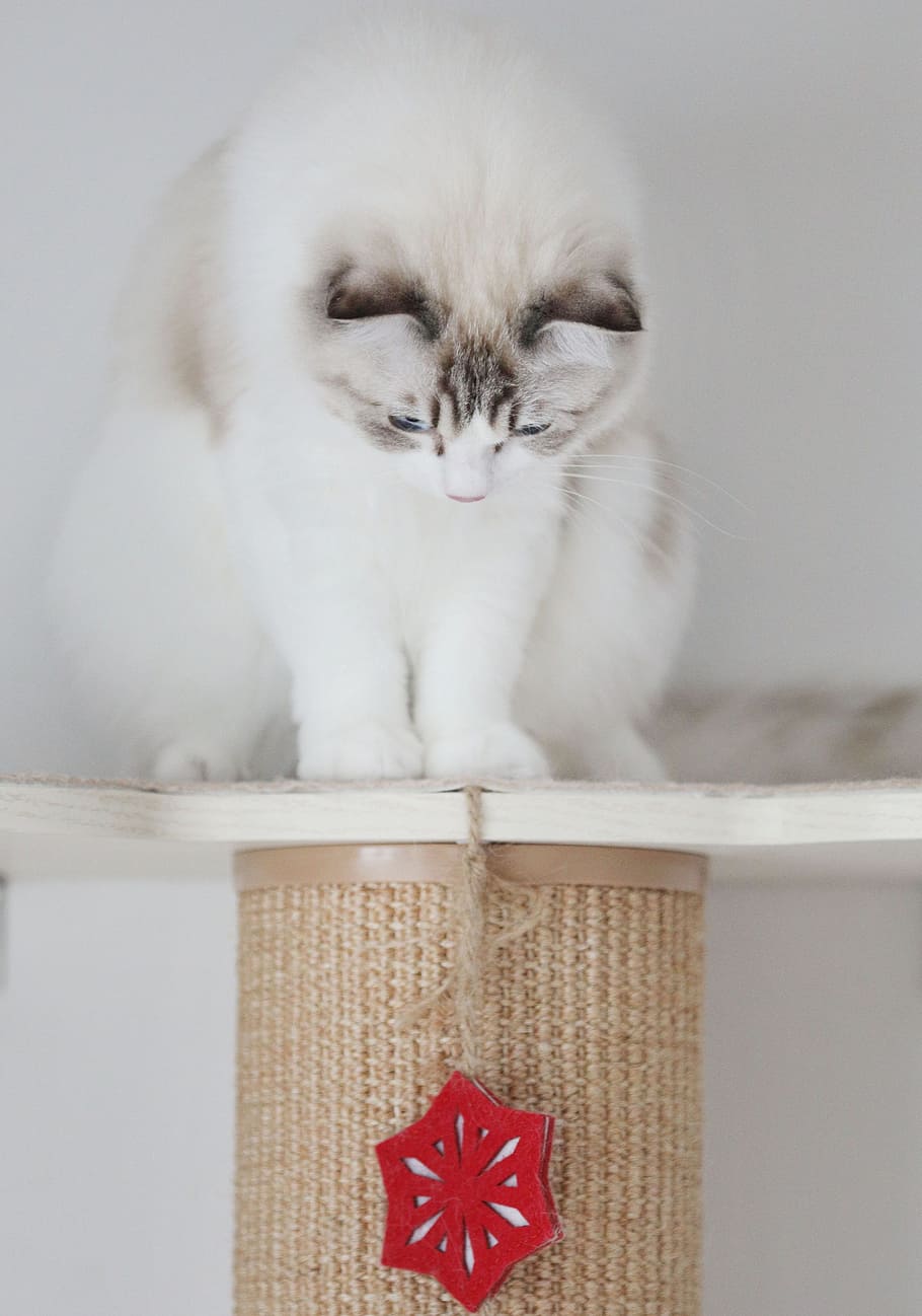 cat, animal, pets, mammal, domestic, feline, domestic cat, domestic animals HD wallpaper