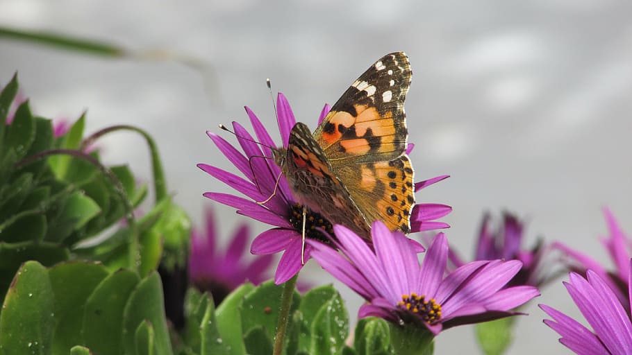 butterfly, insect, nature, spring, cute, flower, butterfly - Insect HD wallpaper