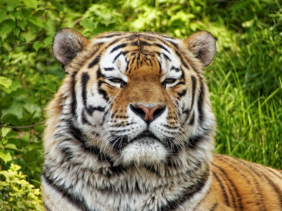 tiger standing near grass, nature, animals, cat, one animal HD wallpaper