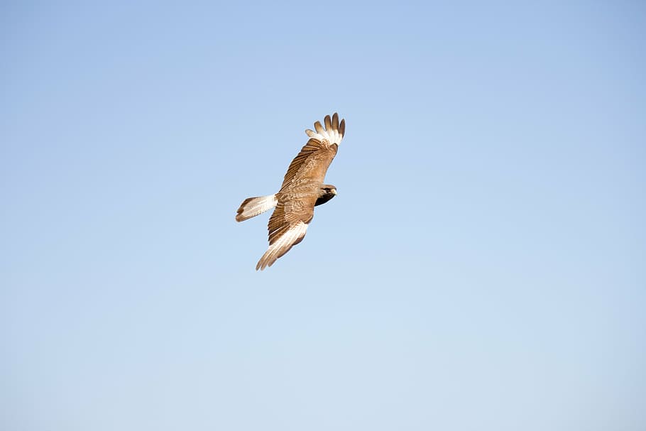 animals, bird, fly, dom, nature, flying, motion, one animal HD wallpaper
