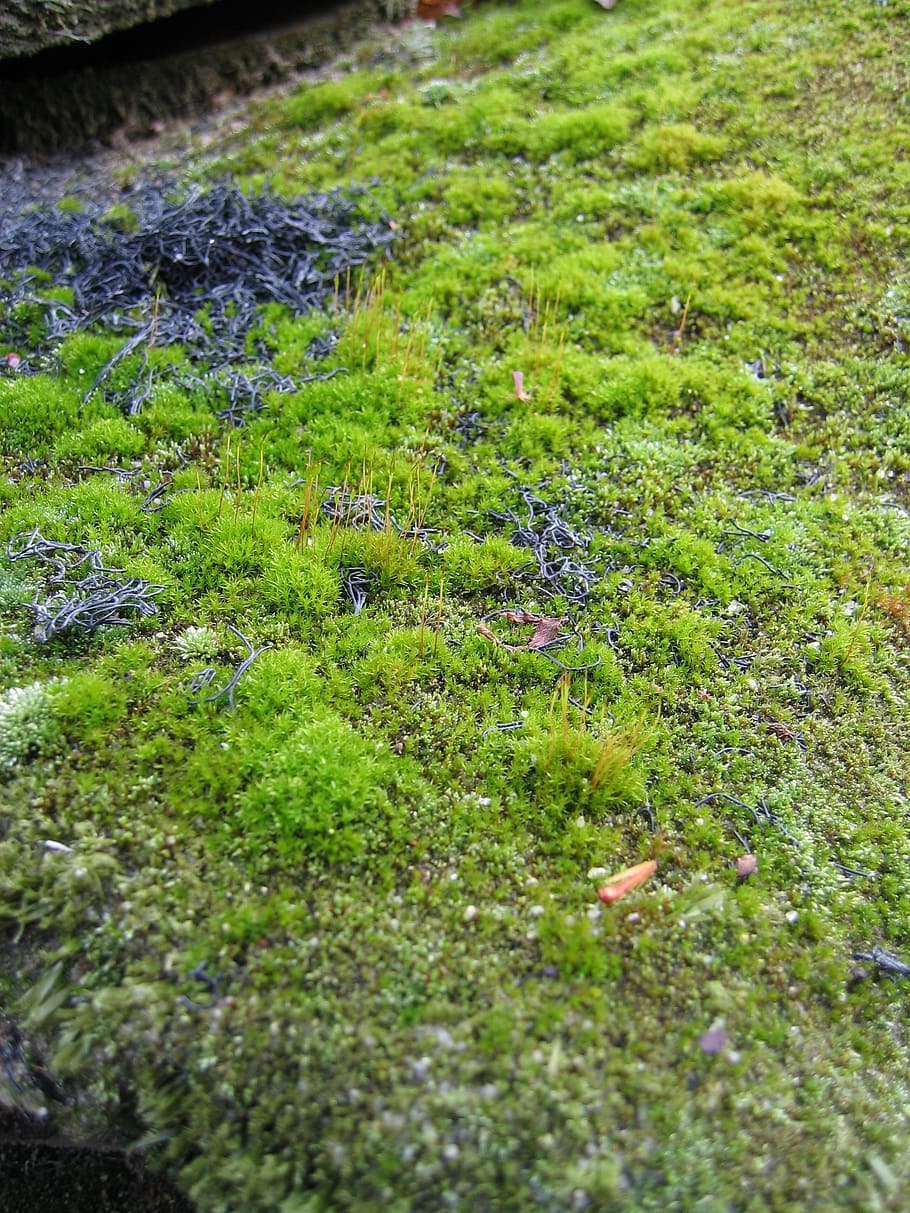 foam, nature, aandonne, macro, detail, green, plant, growth HD wallpaper