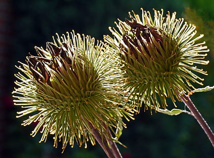 hook and loop closure, barb, shrub fruit, balls, prickly, macro HD wallpaper