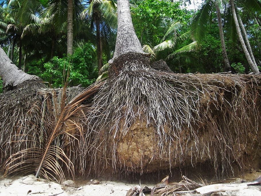 root, coconut trees, exotic, tropical, botany, plant, coconut palms HD wallpaper