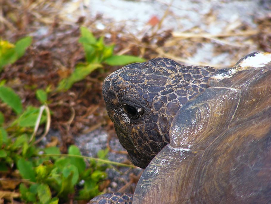 Gopher Tortoise, Gopherus Polyphemus, turtle, slow, land turtle HD wallpaper