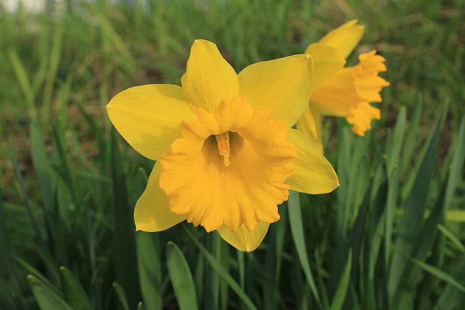 Flower, Spring, Yellow, osterglocken, nature, plant, springtime HD wallpaper