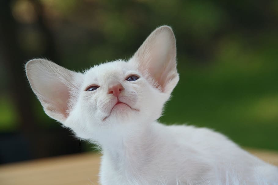 short-fur white kitten, siamese cat, cat baby, charming, animal