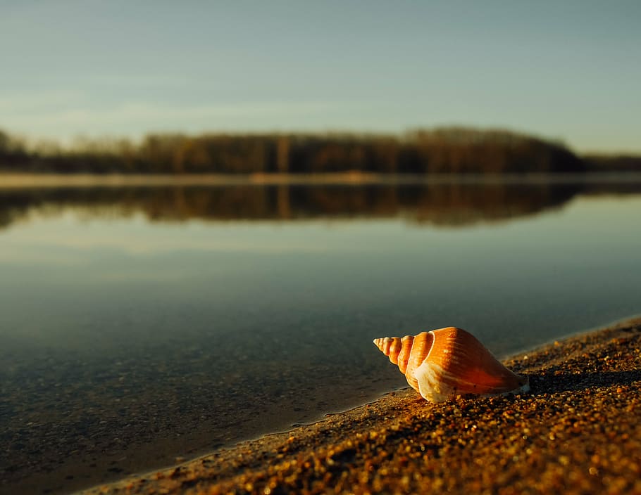 seashell near body of water, seashore, rocks, laker, nature HD wallpaper