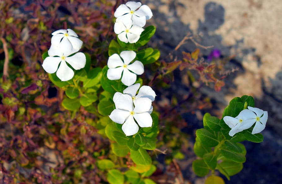 This White Flower Plant Called Sadabahar Stock Photo 2347500545 |  Shutterstock