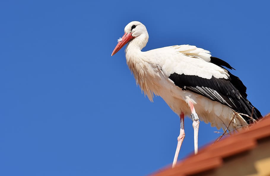 stork, fly, bird, white stork, plumage, nature, animals, rattle stork HD wallpaper