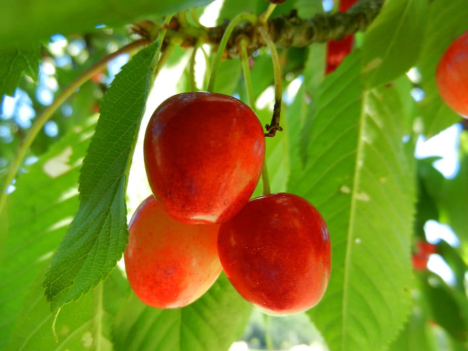 cherries, fruit, power, food and drink, leaf, healthy eating HD wallpaper