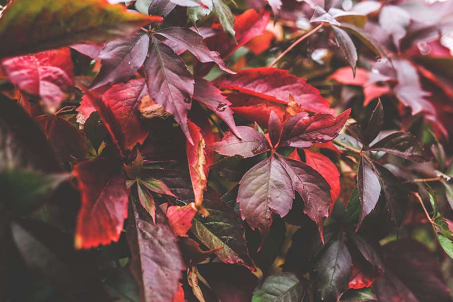 leaves, red, autumn, leaf, fall, big, plant part, growth, beauty in nature HD wallpaper