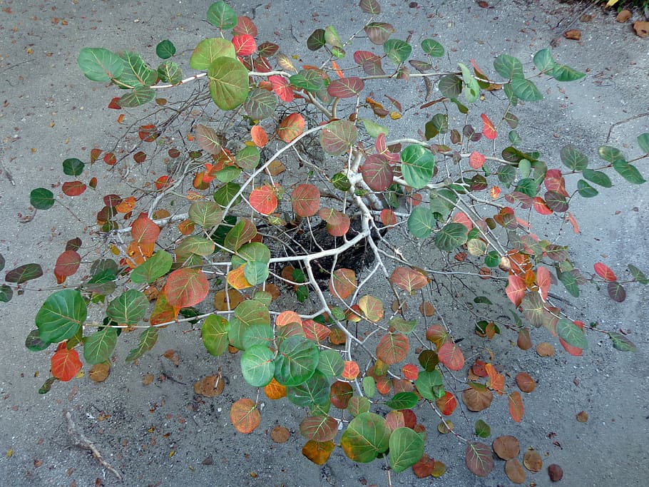 Tree, Green, Orange, Nature, Leaf, foliage, reflection, plant HD wallpaper