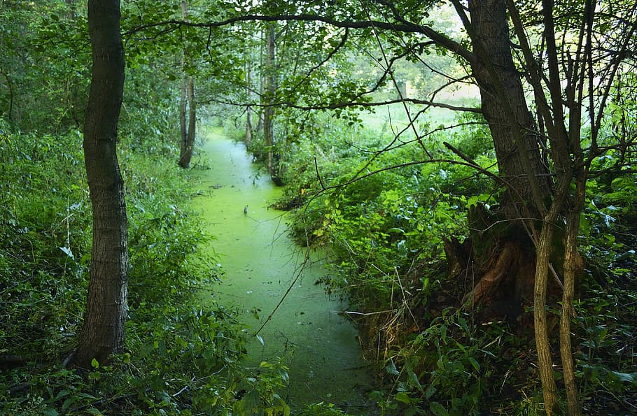 green, tree, forests, view, swamp, scrubs, the bushes, plant HD wallpaper