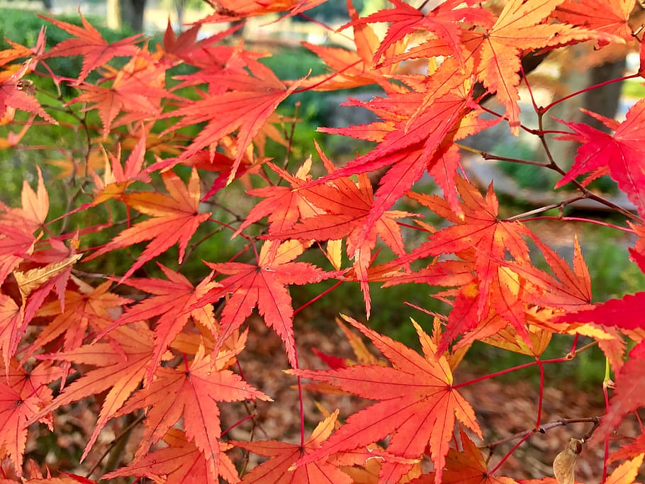 maple, autumn, red, beautiful, leaf, bright, late autumn, the scenery HD wallpaper