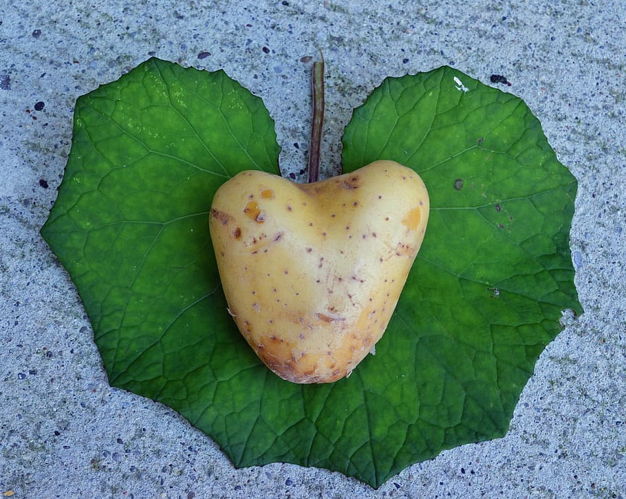 heart-shaped brown vegetable on top of green leaf, potato, love