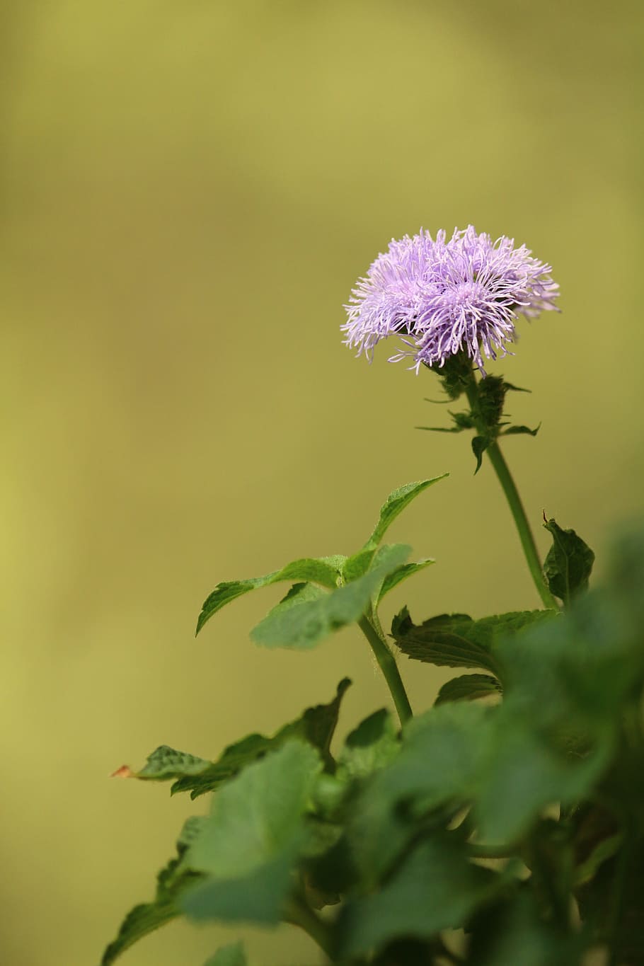 flower, summer, grass, cute, childhood, mood, at home, photo HD wallpaper