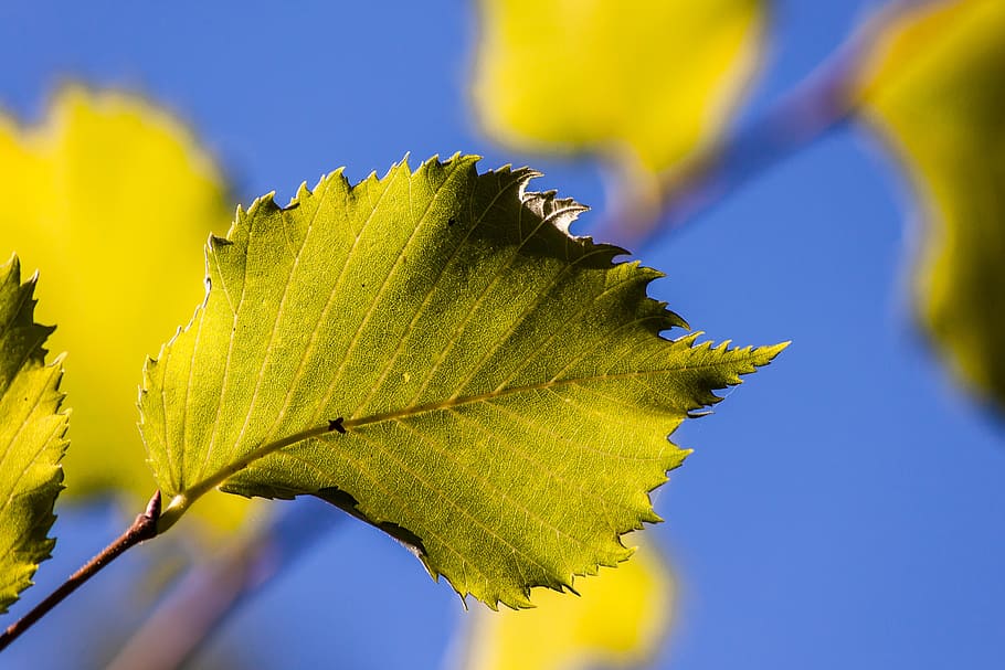 leaf, sky, sun, autumn, plant part, nature, growth, close-up HD wallpaper