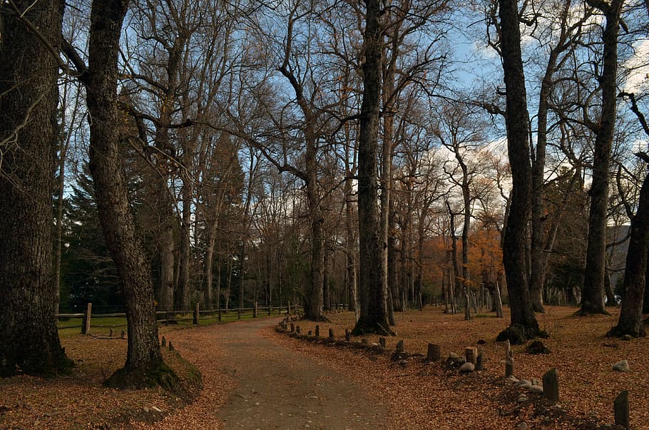 autumn, forest, landscape, trees, san martín of andes, plant HD wallpaper