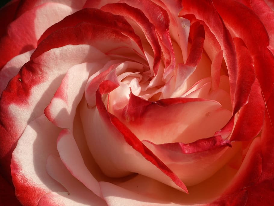 rose, red, flower, macro, white, bloom, petals, blossom, fresh HD wallpaper