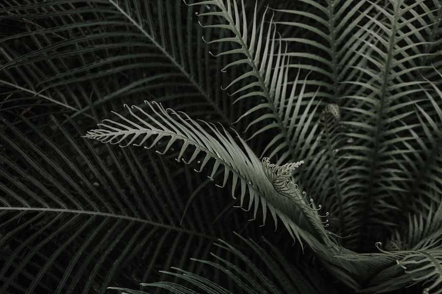 closed up photo of green leaf plant, untitled, nature, pattern HD wallpaper