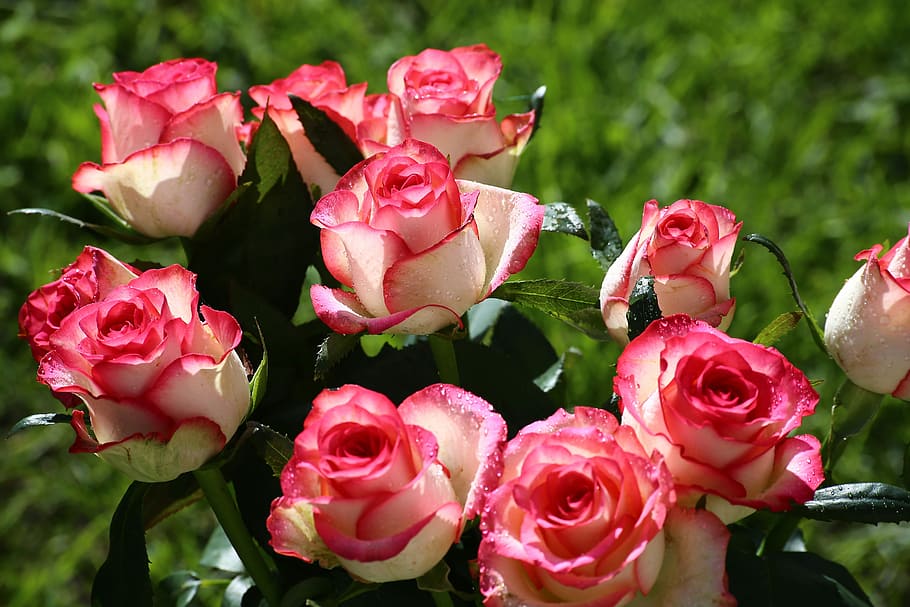 rose, flower, petal, flowering plant, rose - flower, beauty in nature HD wallpaper