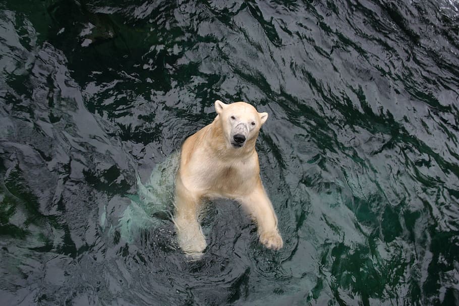 Polar Bear, Swim, Zoo, Yukon, enclosure, wet, one animal, mammal, HD wallpaper