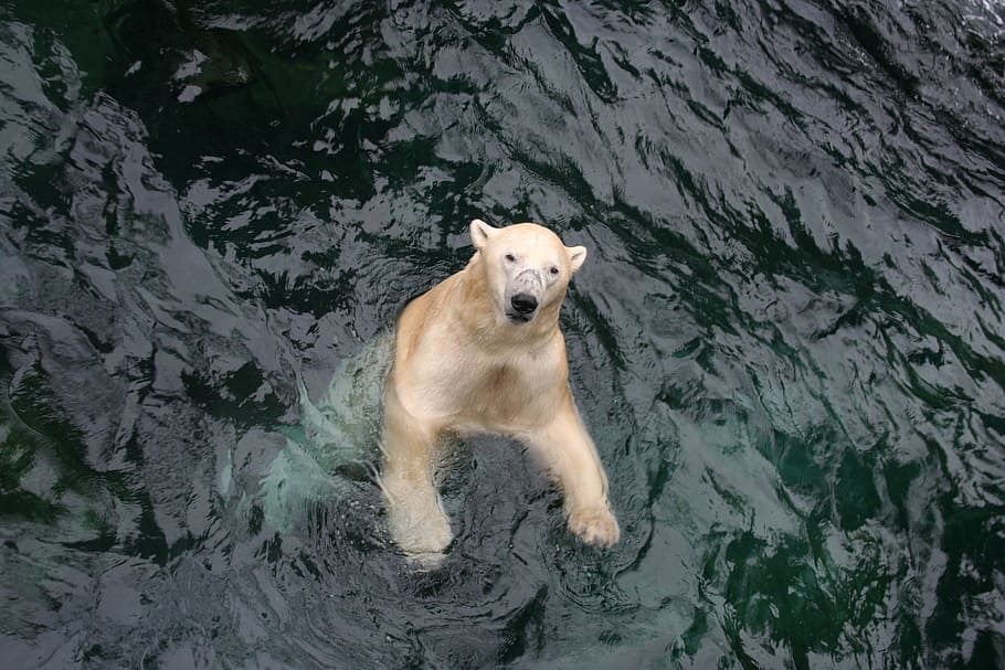 HD wallpaper: Polar Bear, Swim, Zoo, Yukon, enclosure, wet, one animal ...