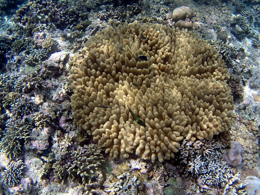 coral, fish, bali, undersea, underwater, sea life, animals in the wild HD wallpaper