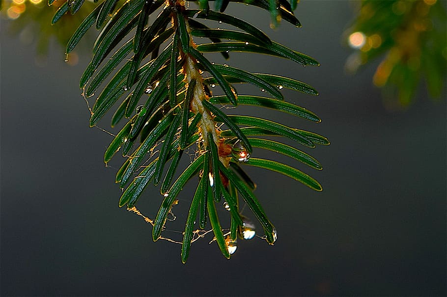 Pine, Tree, Dew, Rain, Water, Water, Droplet, nature, green HD wallpaper
