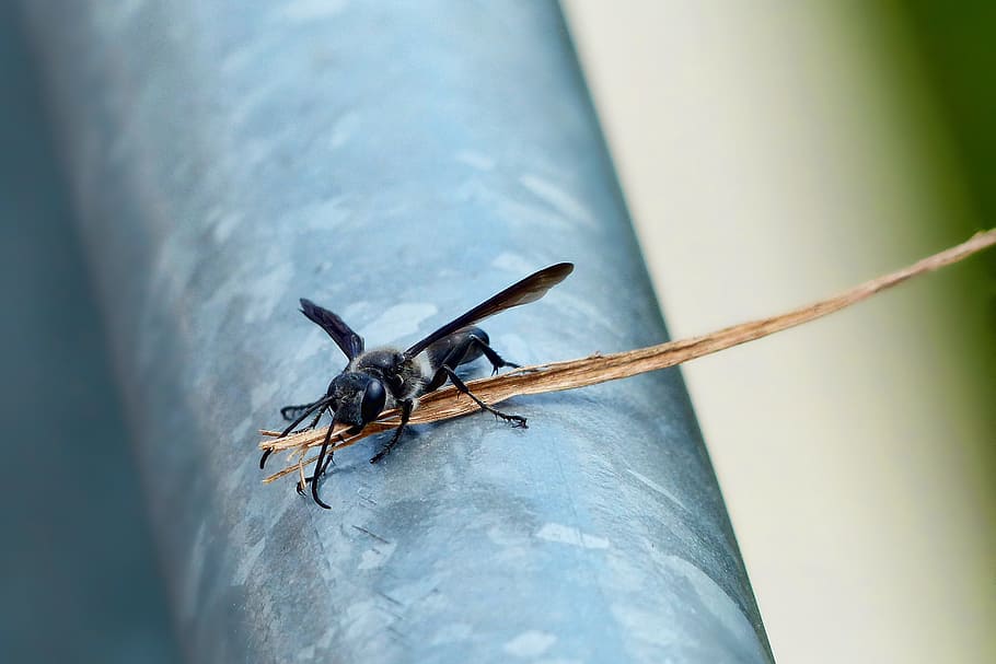 insect, nature, wasp, close, flight insect, animal themes, animal wildlife HD wallpaper