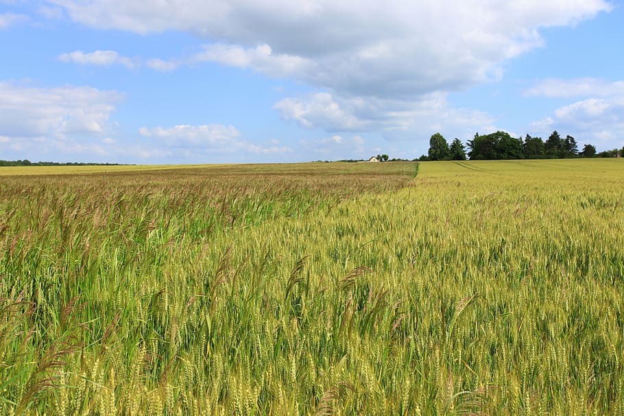 wheat, fields, cornfield, cereals, land, plant, landscape, cloud - sky HD wallpaper
