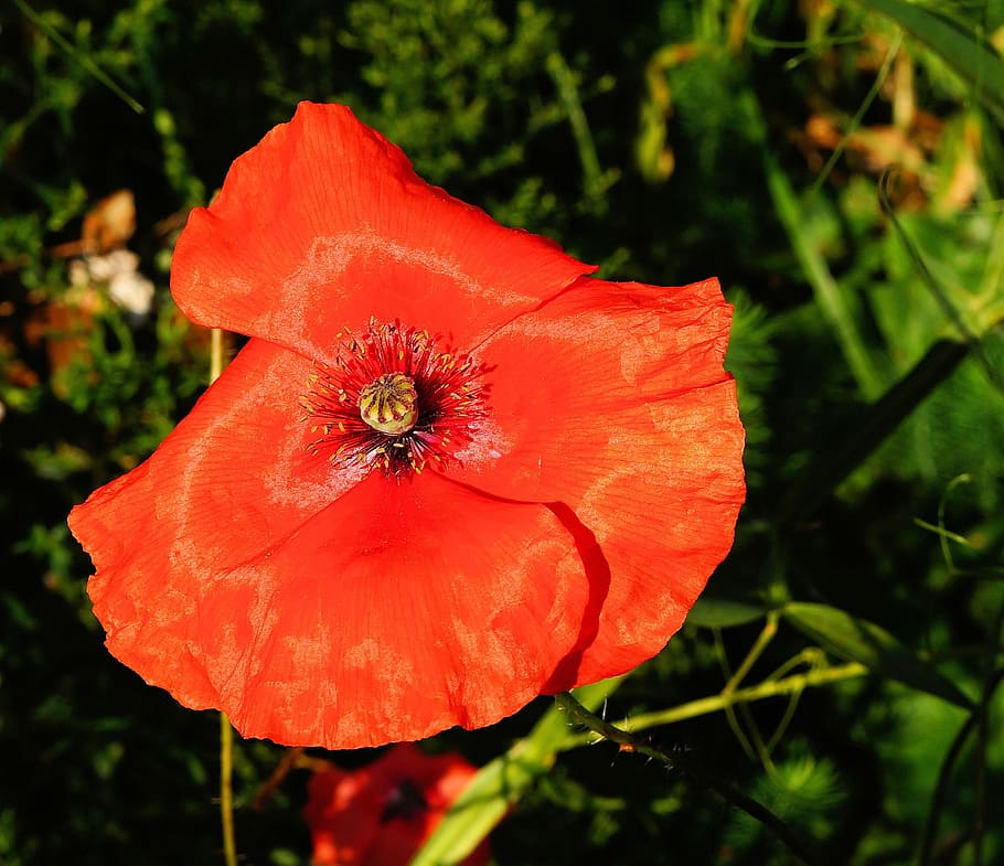 macro shot of orange flower, poppy, blossom, bloom, red, colorful HD wallpaper