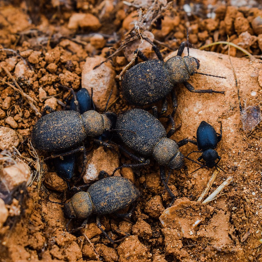 Beetles, Insect, Nature, Bug, Wildlife, animal, nest, family HD wallpaper