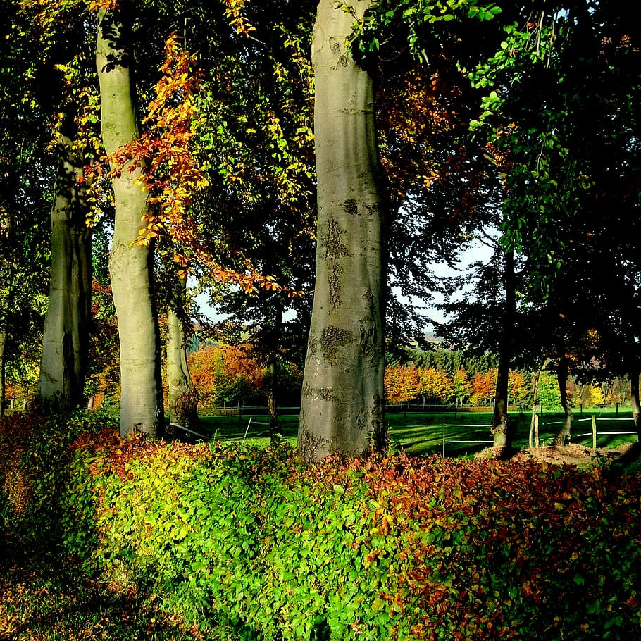 autumn mood, light, formerly, north eifel, deciduous woody plants, HD wallpaper